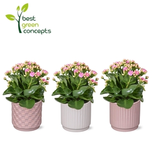 KALANCHOE OV