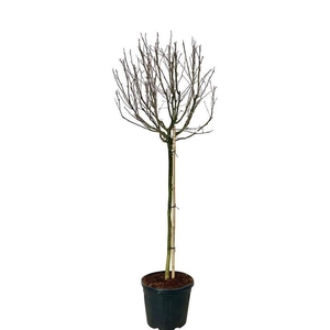 Magnolia stellata 'Rosea'