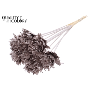 Shola Slice Pine 6cm on stem Champagne