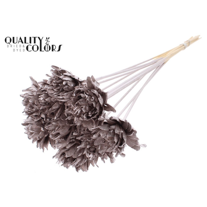 <h4>Shola Slice Pine 6cm on stem Champagne</h4>