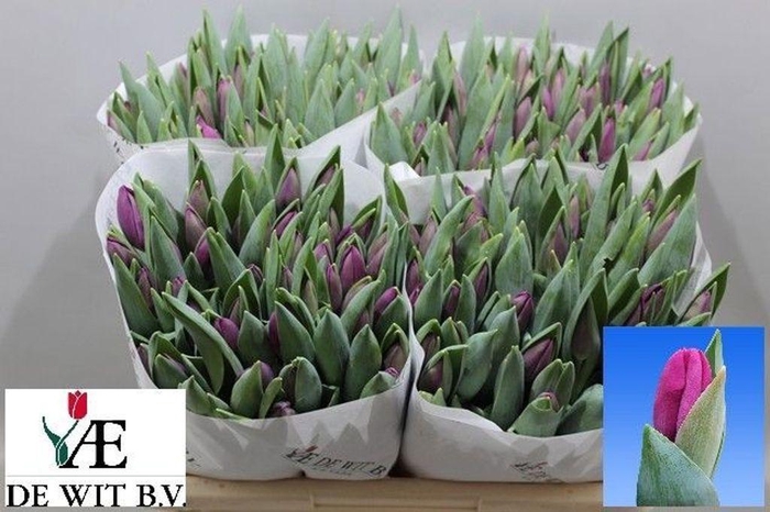 <h4>Tulipa si roeska</h4>