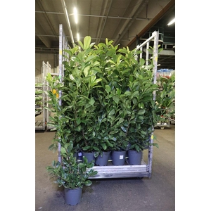 Prun La Rotundifolia