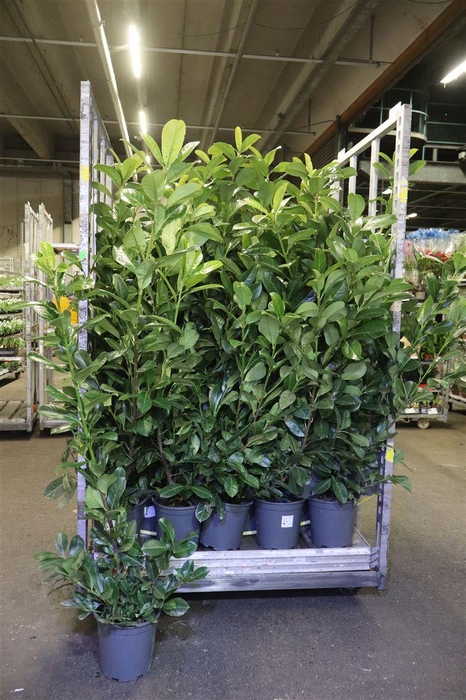 <h4>Prun La Rotundifolia</h4>