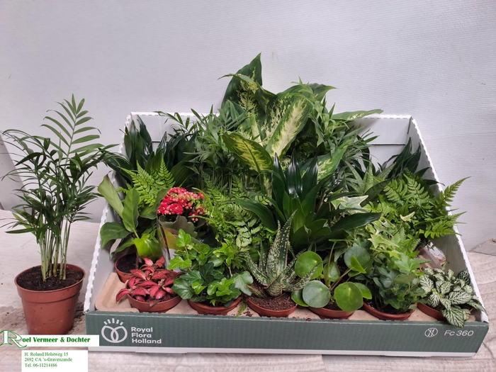 <h4>KAMERPL GEM OV</h4>