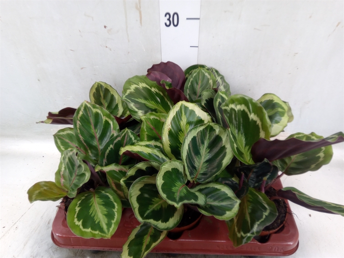 <h4>Calathea roseopicta 'Rosy'</h4>