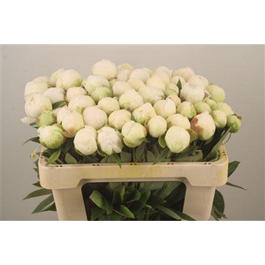 Paeo L Mme Cl Tain Ex