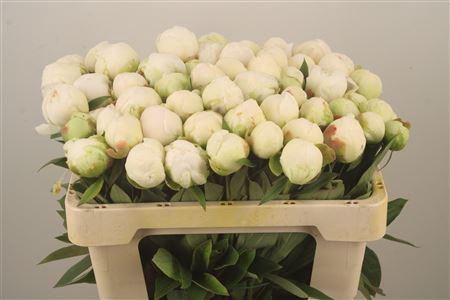 <h4>Paeo L Mme Cl Tain Ex</h4>