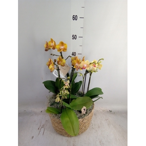 Arr.  Phalaenopsis H%