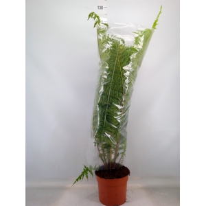 Cyathea cooperi