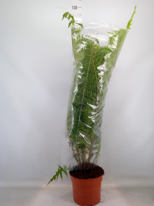 <h4>Cyathea cooperi</h4>