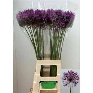 Allium Purple Rain