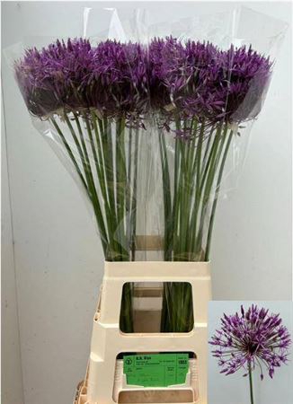 <h4>Allium Purple Rain</h4>