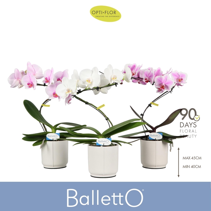 <h4>Balletto Mix 1 spike in Lazio White</h4>