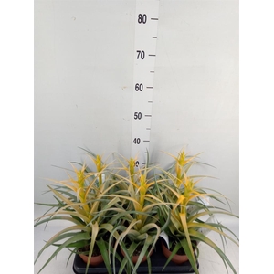 Tillandsia