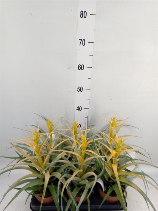 <h4>Tillandsia</h4>