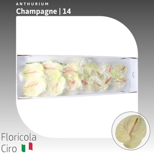 Anthurium Champagne | Extra