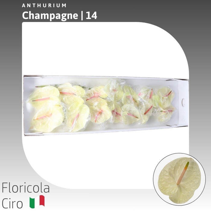 <h4>Anthurium Champagne | Extra</h4>