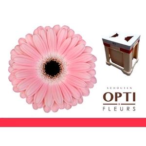 Gerbera Dulcie Water