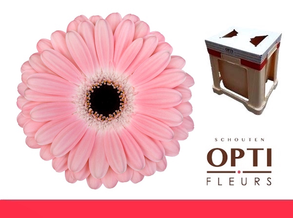 <h4>GE GR DULCIE-Water</h4>