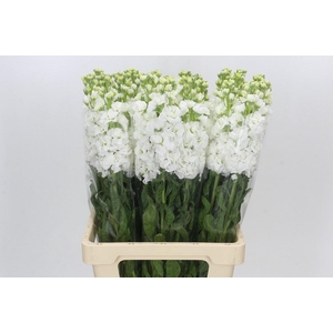 Matthiola Iron White