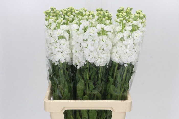 <h4>Matthiola Iron White</h4>