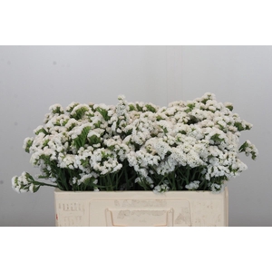 Limonium sinuatum Silvery Sun Birds