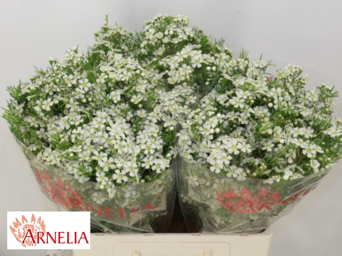 <h4>Chamelaucium Ofir</h4>