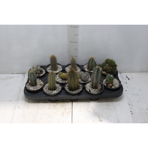 CACTUS VARIADO P11