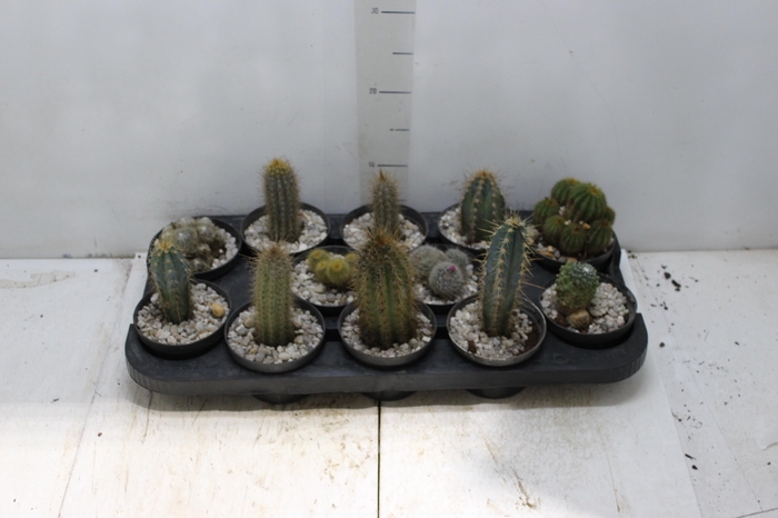 <h4>CACTUS VARIADO P11</h4>