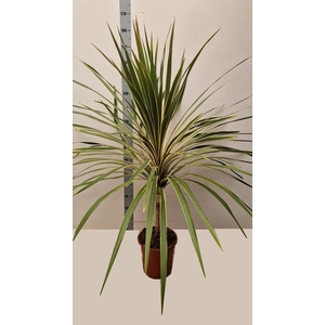 CORD AUS VARIEGAT