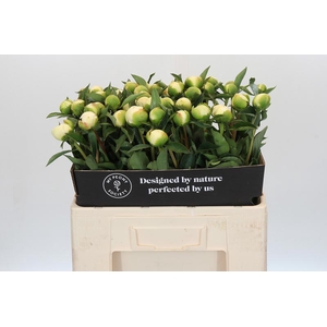 Paeonia Duchesse De Nemours
