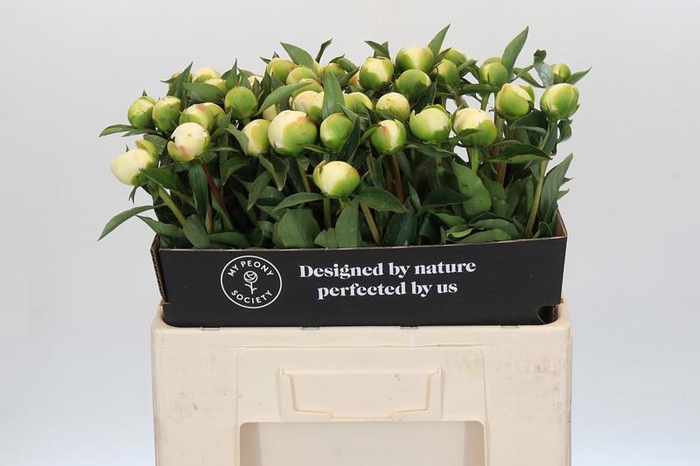 <h4>Paeonia Duchesse De Nemours</h4>