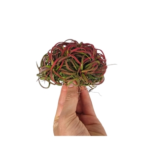 Tillandsia ionantha clumb red large