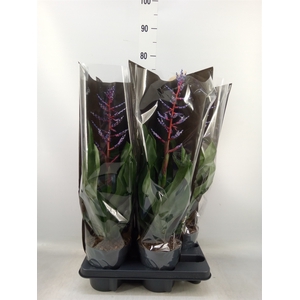 Aechmea  'Blue Rain'
