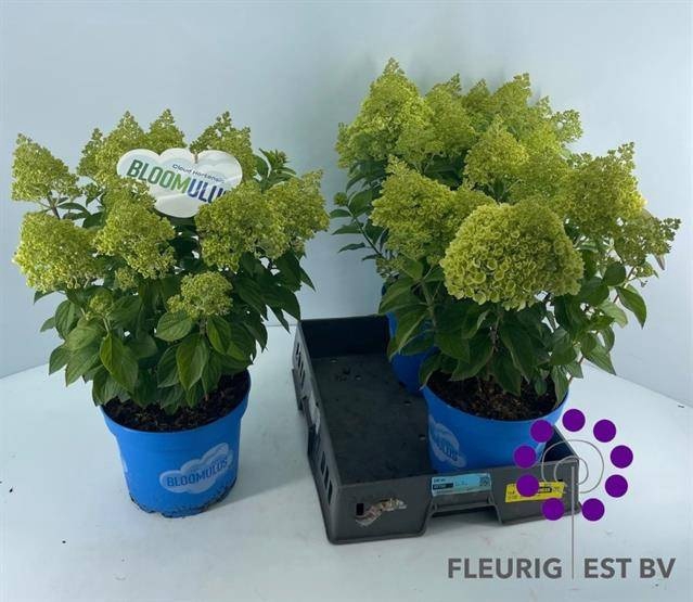 <h4>HYDR PA BLOOM STRATI</h4>
