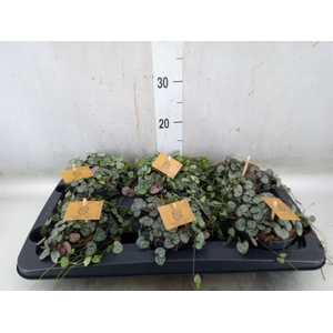 Ceropegia woodii ssp. woodii