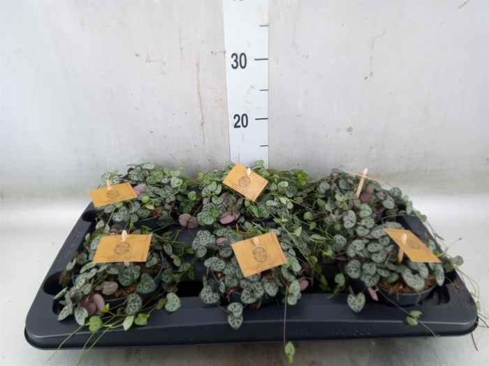 <h4>Ceropegia woodii ssp. woodii</h4>