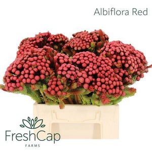 Albiflora Red