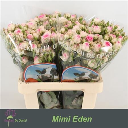 <h4>R Tr Mimi Eden</h4>