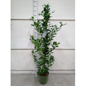 Ficus microcarpa 'Moclame'