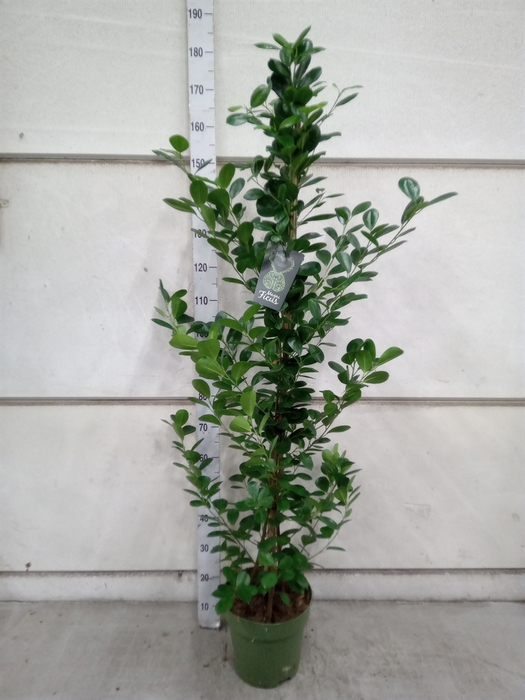 <h4>Ficus microcarpa 'Moclame'</h4>