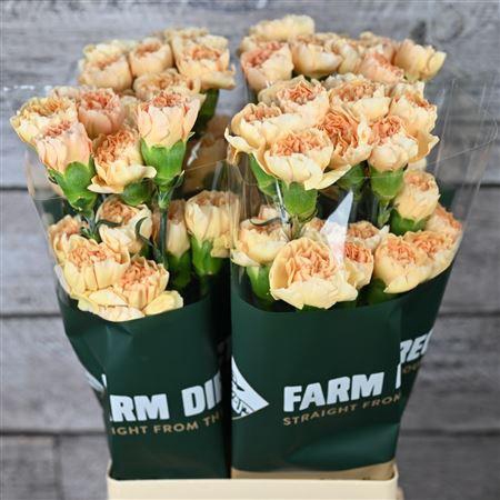 <h4>Di St Orion</h4>