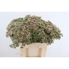 SEDUM MATRONA 060CM