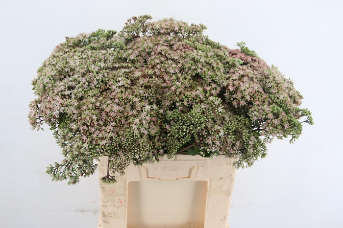 SEDUM MATRONA 060CM