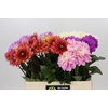 Dahlia Gemengd in fust