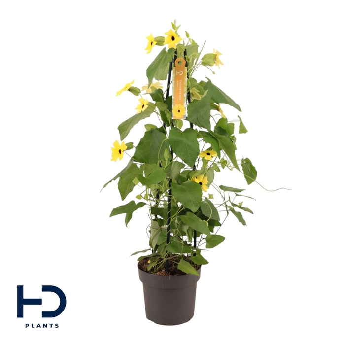 <h4>Thunbergia 17 cm piramide Geel</h4>