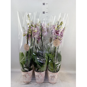 Phalaenopsis   ...