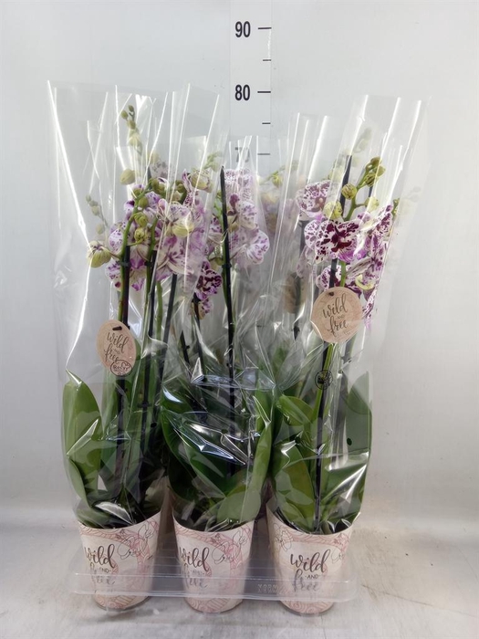 <h4>Phalaenopsis   ...</h4>