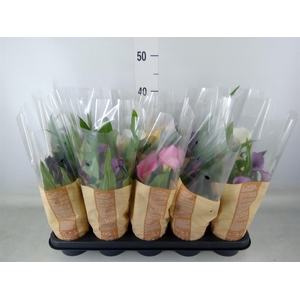 Zantedeschia   ...mix 5