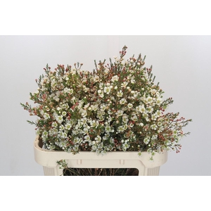Chamelaucium Sirius